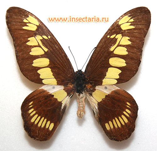 Графиум ла-Трей (Graphium latreillianus) - бабочка родом из Центральной Африки